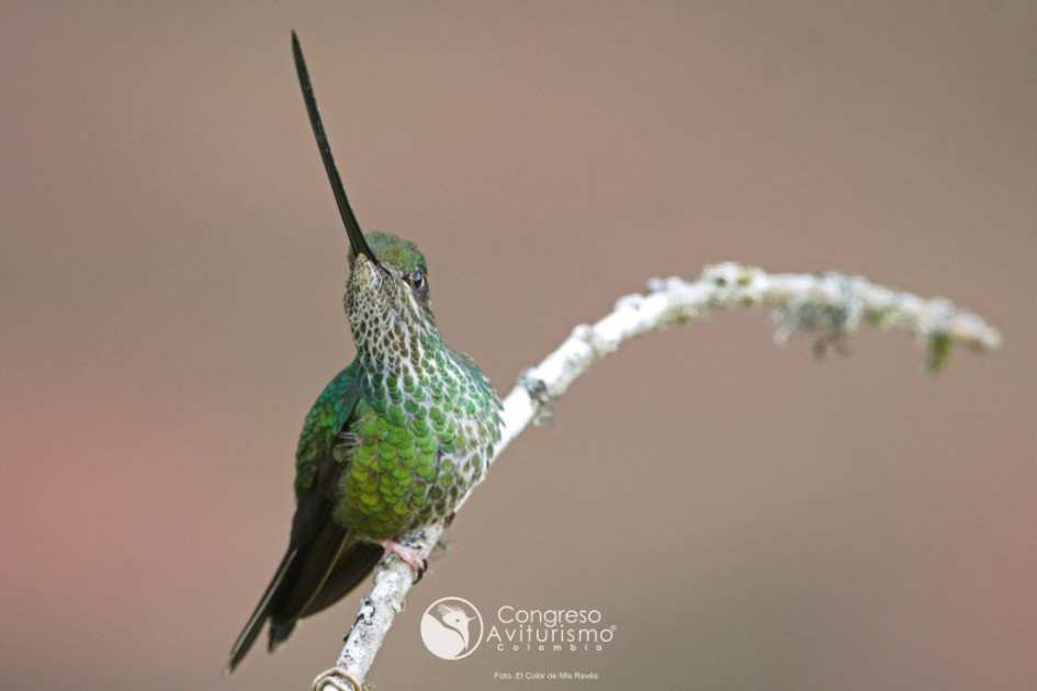 El colibrí picoespada (Ensifera ensifera)