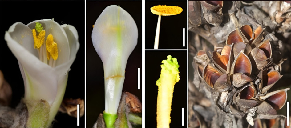 Puya farallonensis, la nueva joya botánica de Colombia que podría extinguirse