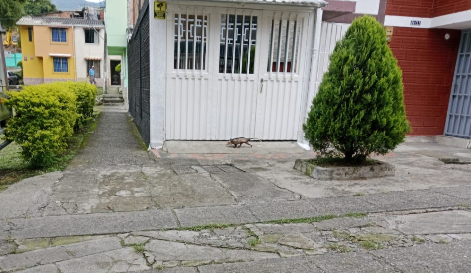 La comunidad ha visto en las últimas horas a serpientes, zarigüellas e iguanas desorientadas por las calles del barrio