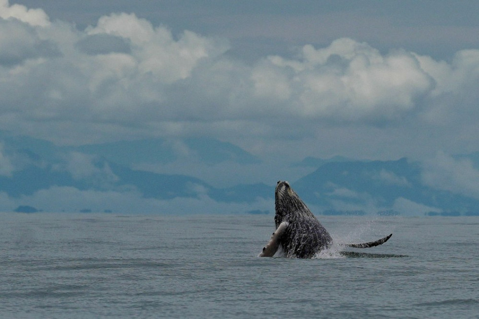 La temporada de ballenas en el Pacífico, cerca de Buenaventura, terminará el 15 de octubre con el Festival de Marimba y Playa