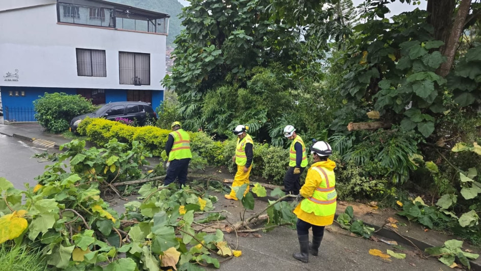Estos son algunos delos árboles que cayeron en Villamaría y que causaron afectaciones.