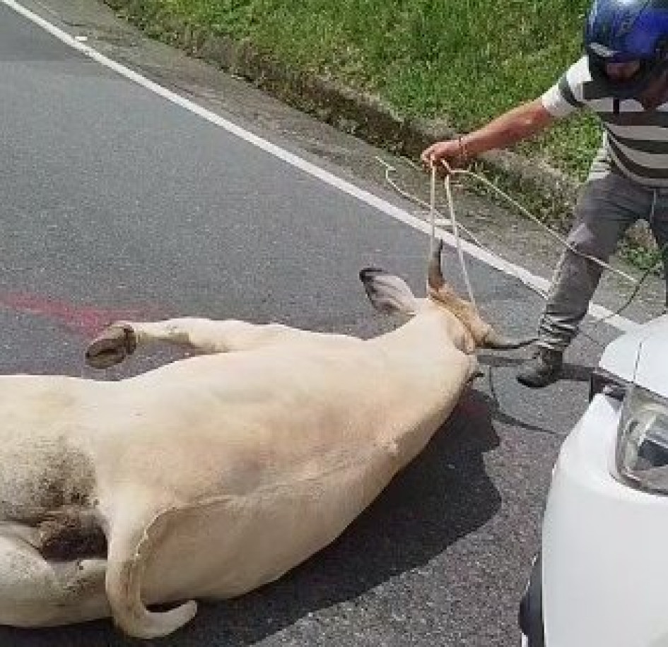 La comunidad intenta controlar al animal mientras llegan las autoridades.