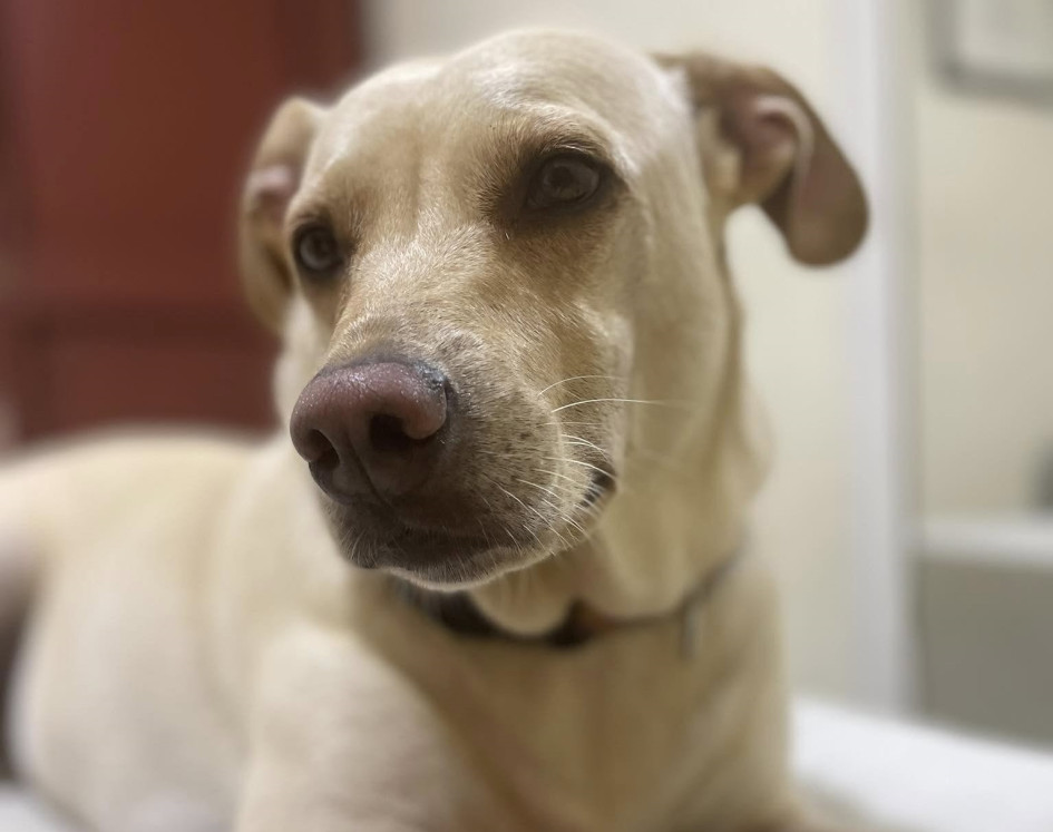 La mascota recibió el ataque del agresor, en el momento que este huía hacía La Playita.