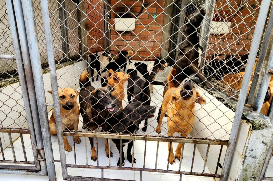 Los animales tienen dos formas de entrada a la Unidad de Protección Animal (UPA): El GARA los recoge en la calle o recepción en la Unidad.