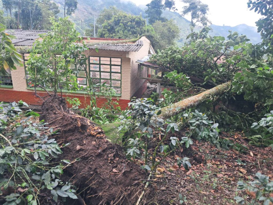 La caída de tres árboles provocó la muerte de unas 15 aves, especialmente loros.