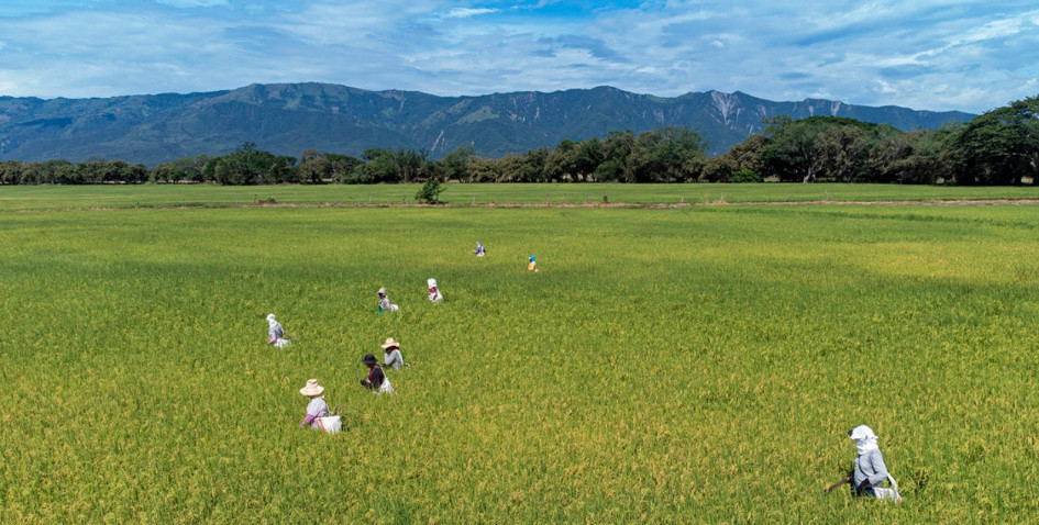 Cómo la ciencia de datos está salvando los cultivos de arroz en los Llanos Orientales