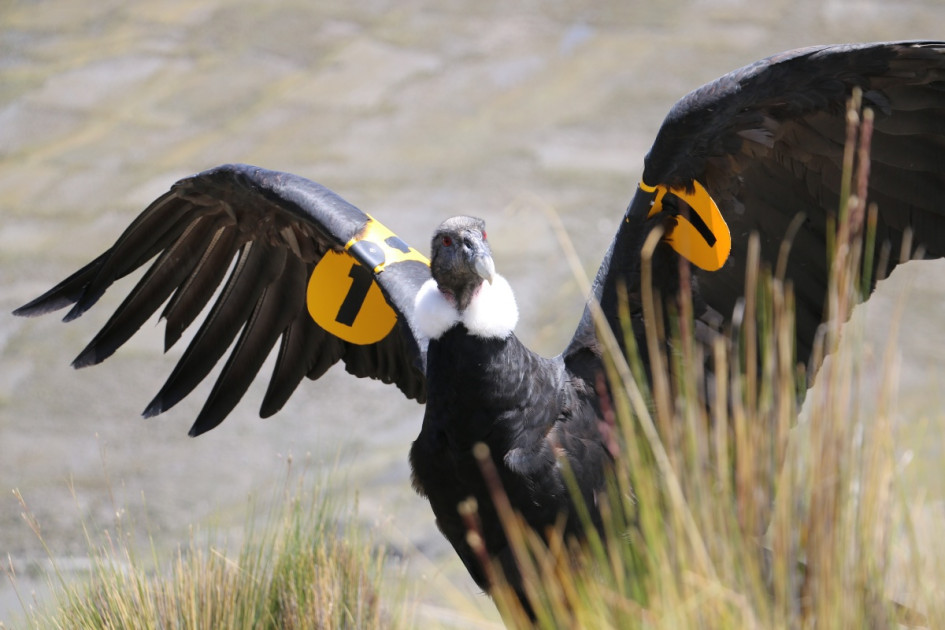 El cóndor es el ave emblema de Bolivia.