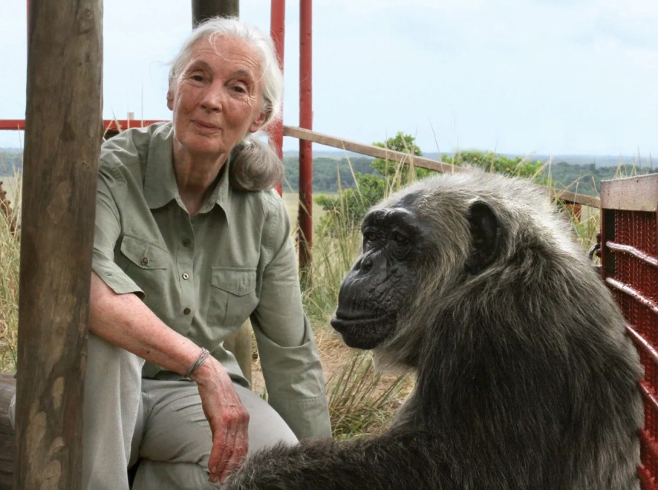 Jane Goodall, la considerada la mayor experta mundial en chimpancés, murió este miércoles a los 91 años, en Estados Unidos.
