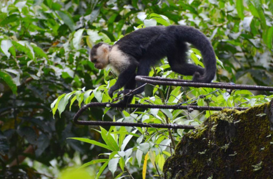 Micos carablanca se pasean por la isla Gorgona, en el Océano Pacífico.