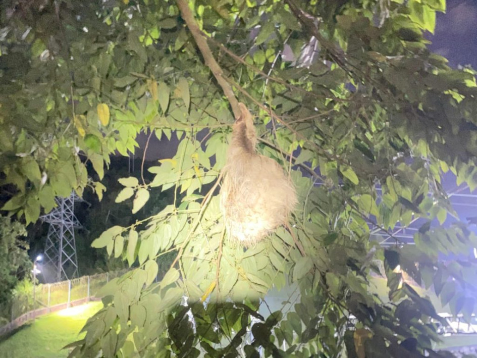 El perezoso fue rescatado en el barrio Peralonso de Manizales.