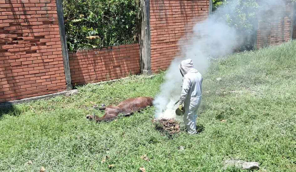 El caballo estaba amarrado y no logró escapar ante el ataque de las abejas.