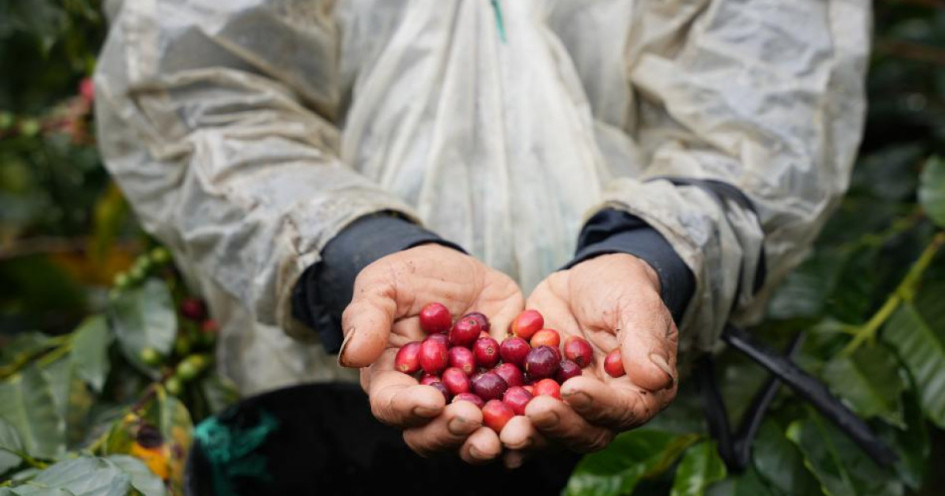 El caficultor recogía café, cuando se desprendió una roca de la montaña que lo terminó golpeando.