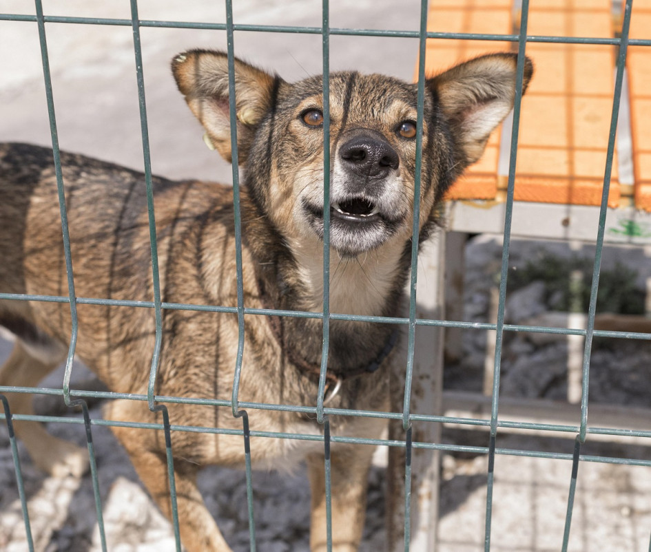 El presunto agresor habría matado con un bate a su mascota y la dejó abandonada al frente de su vivienda.