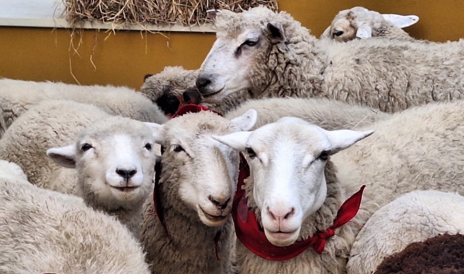 33 ovejas llegaron en la madrugada de este jueves (2 de octubre) para estar en el lanzamiento del Festival de la Lana de Marulanda en Manizales. 