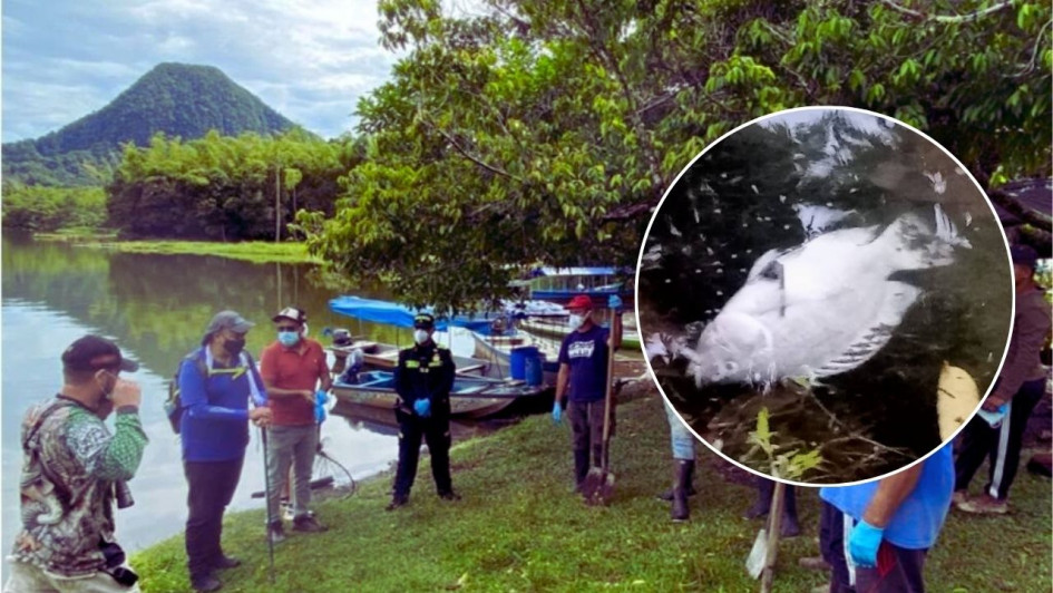 Corpocaldas realiza la labor en articulación con la Alcaldía de Samaná, la Dirección Territorial de Salud de Caldas, la Policía Nacional y la comunidad local, con el objetivo de identificar las posibles causas del fenómeno y mitigar sus impactos ambientales. 