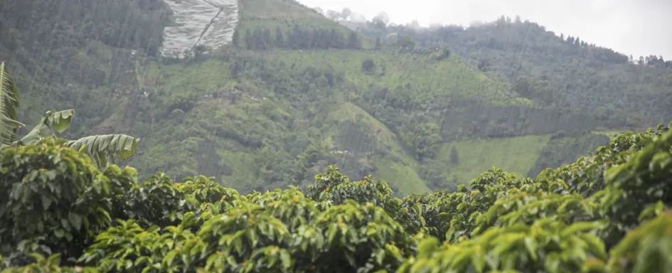 Lluvias Atípicas en Caldas: Seguro Climático Benefició a Más de 8.000 Caficultores