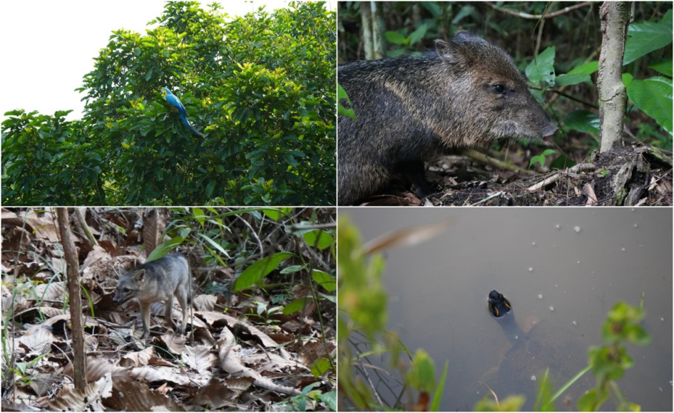 117 animales silvestres fueron devueltos a su ecosistema en Caldas.