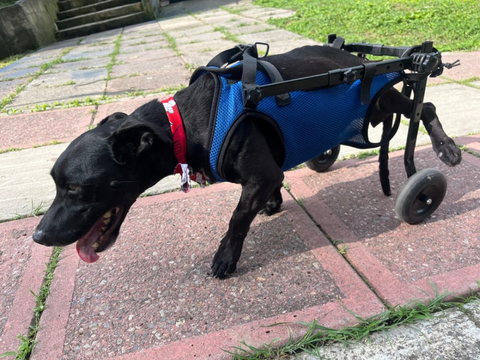 Clarita está preparada para un nuevo comienzo. Busca una familia que comprenda sus necesidades, que valore su resiliencia y que esté dispuesta a ofrecerle el espacio y el amor que merece.