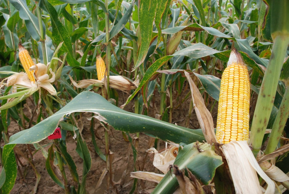 Tecnología satelital para salvar cosechas: el nuevo aliado del campo colombiano