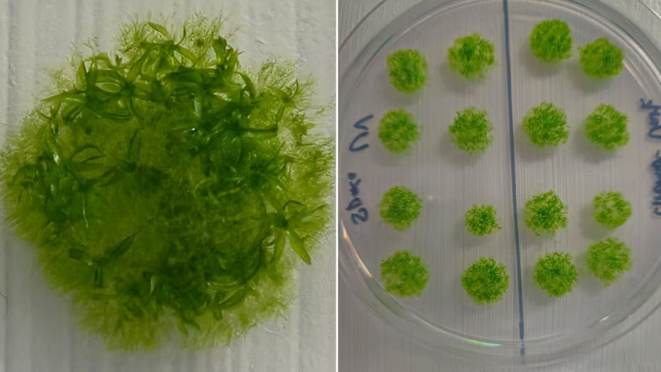 Muestra de musgo germinado y esporofito