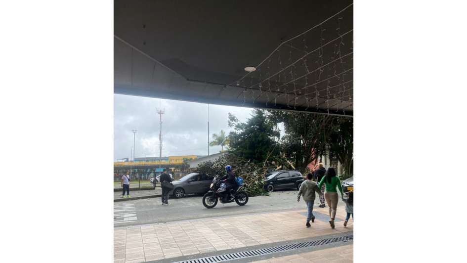 La rama caída en el centro de Manizales. 