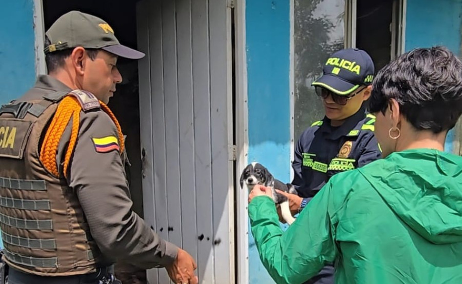 En el lugar fueron encontrados tres caninos: dos hembras, una de ellas en estado de lactancia, y un cachorro.