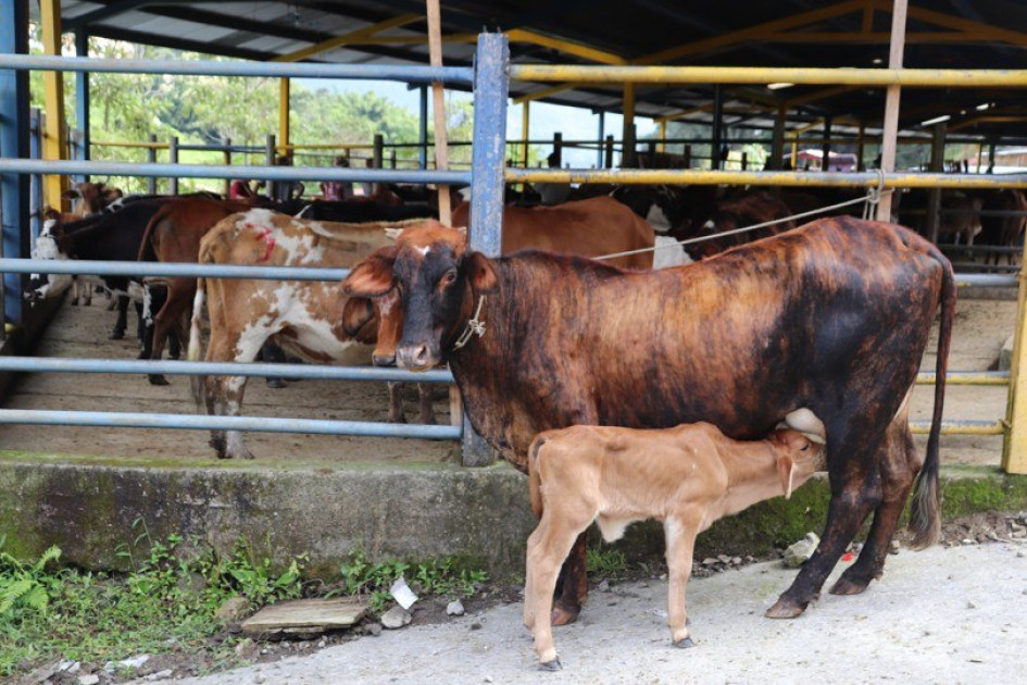 En la plaza de ferias de Pensilvania entregaron 15 vacas preñadas o con ternero pequeño como capital semilla en especie para igual número de familias campesinas del municipio.
