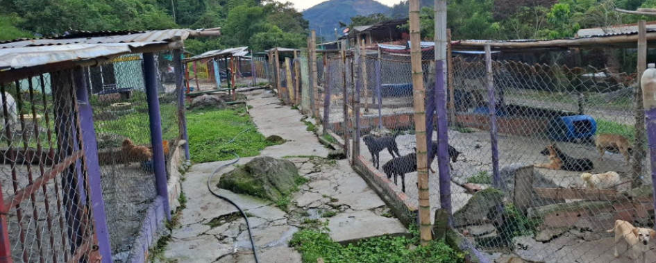 Este es parte del lote que ocupa la Fundación Amparo en zona rural de Villamaría y que es habitado por animales. 