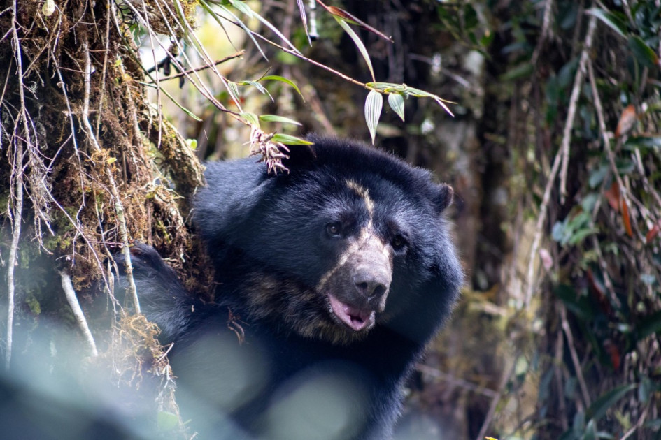 Tamá, el oso andino en proceso de liberación, murió durante su traslado de Guasca (Cundinamarca) a Cúcuta.