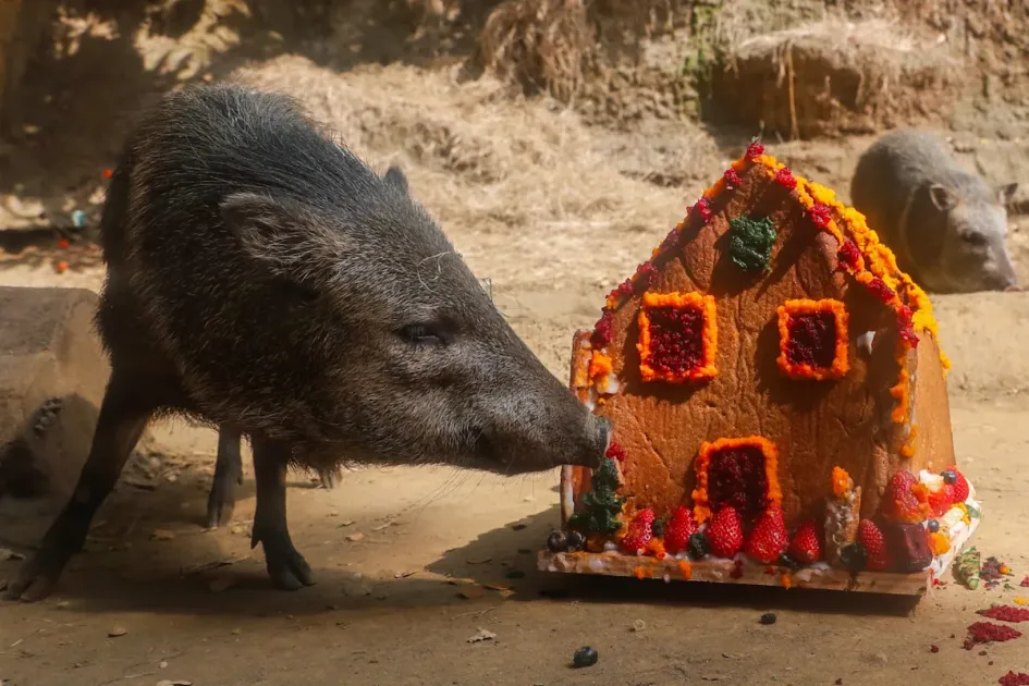 Los animales del zoológico de Cali recibieron regalos de Navidad.
