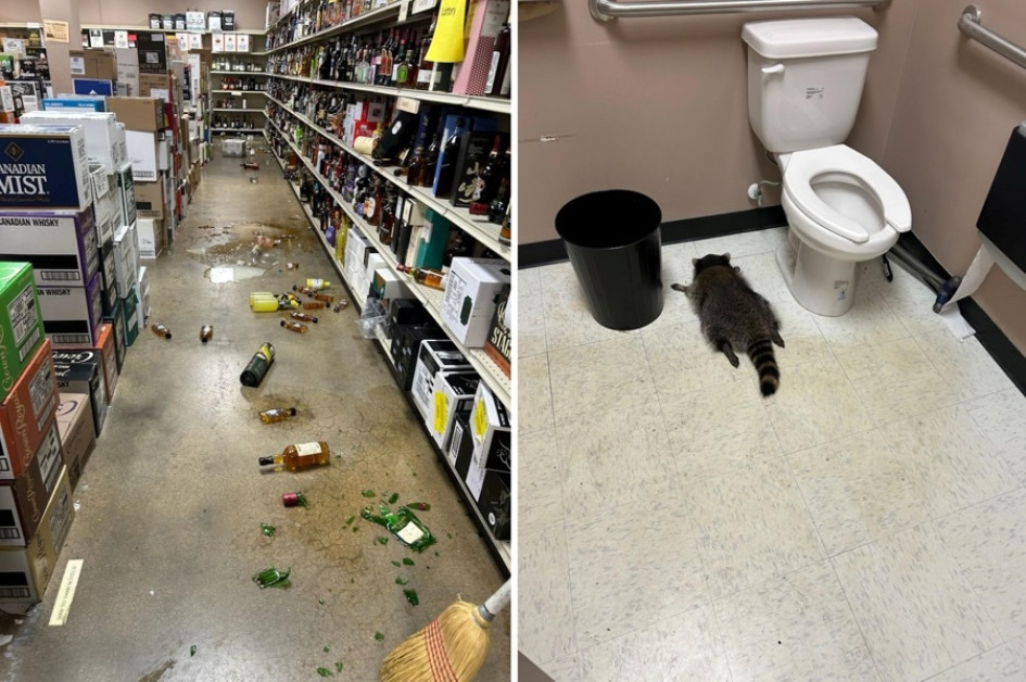 Así encontraron al mapache en la licorería.