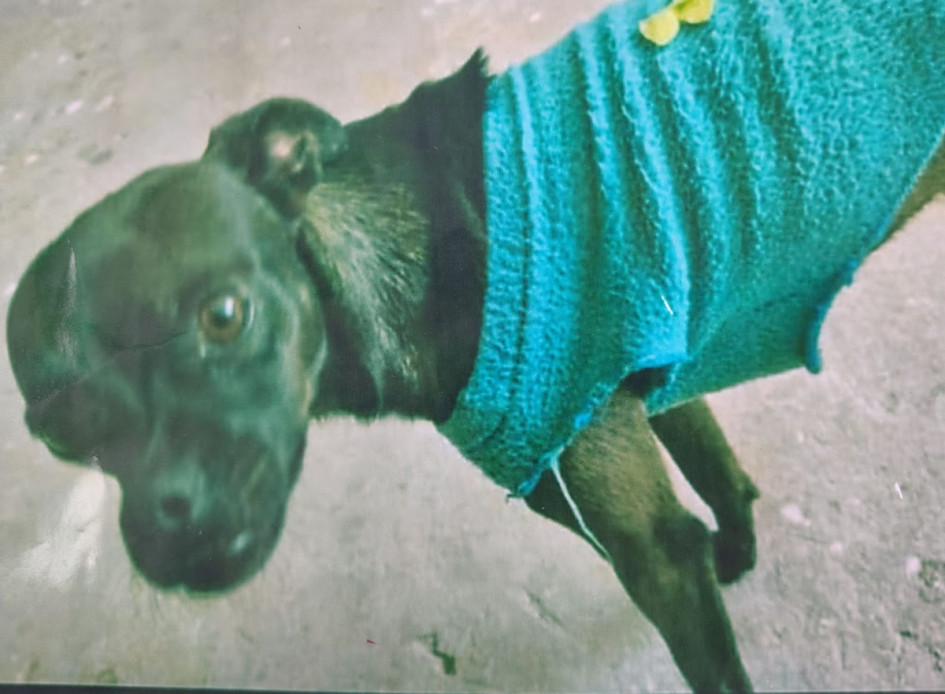 El perro Toby tiene tres años y fue visto por última vez cerca de la terminal de busetas de Villa Pilar, en Manizales. Estruendos de pólvora lo asustaron.