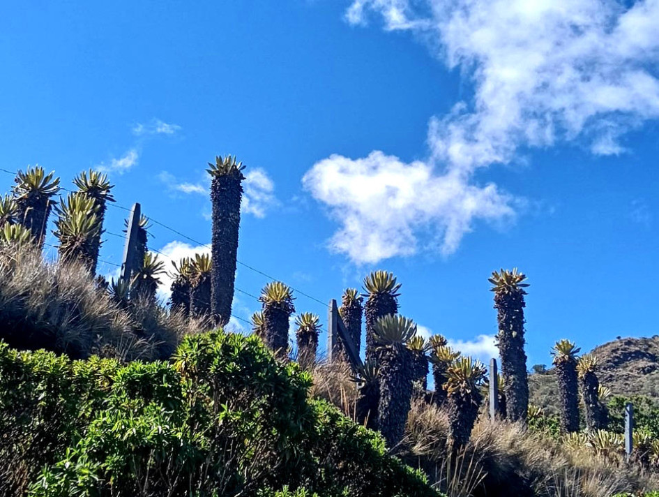 Los frailejones son los guardianes de la vía Manizales – Murillo, un trayecto que atrae a cientos de turistas.