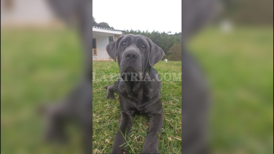 Fiona tenía cinco años y la mataron con sevicia, con golpes en la cabeza y puñaladas en el cuerpo.