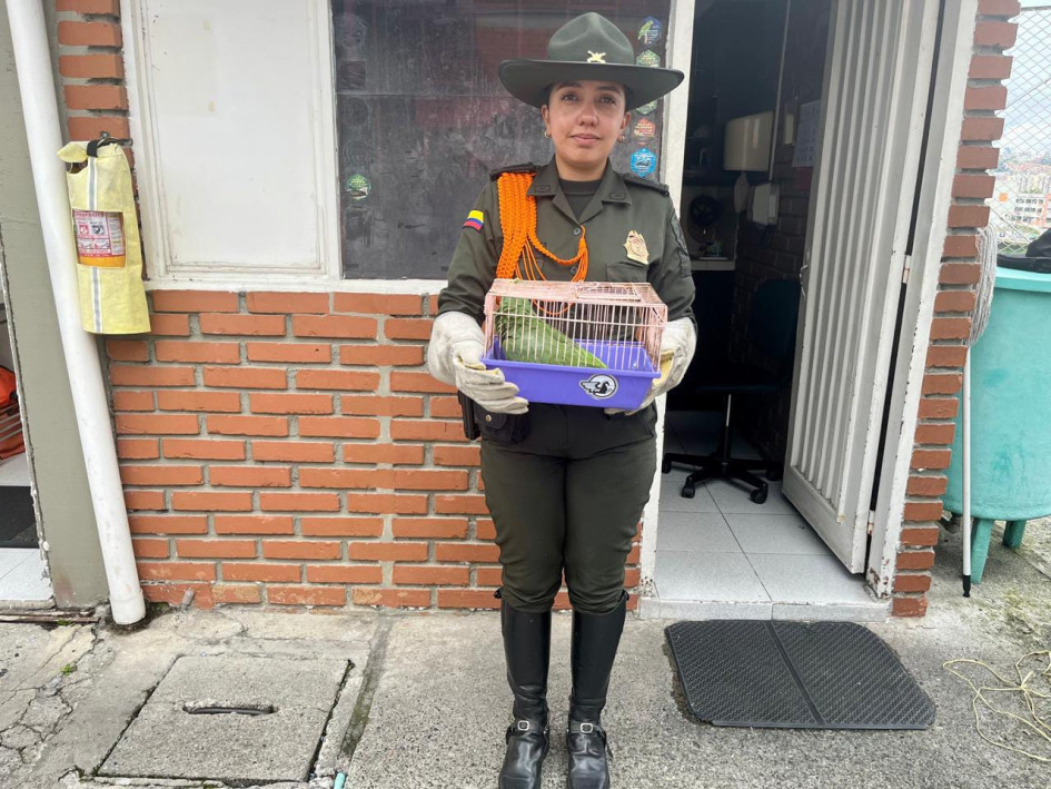 Durante el 2026, la Policía de Calda ha recuperado 10 especies de fauna silvestre.