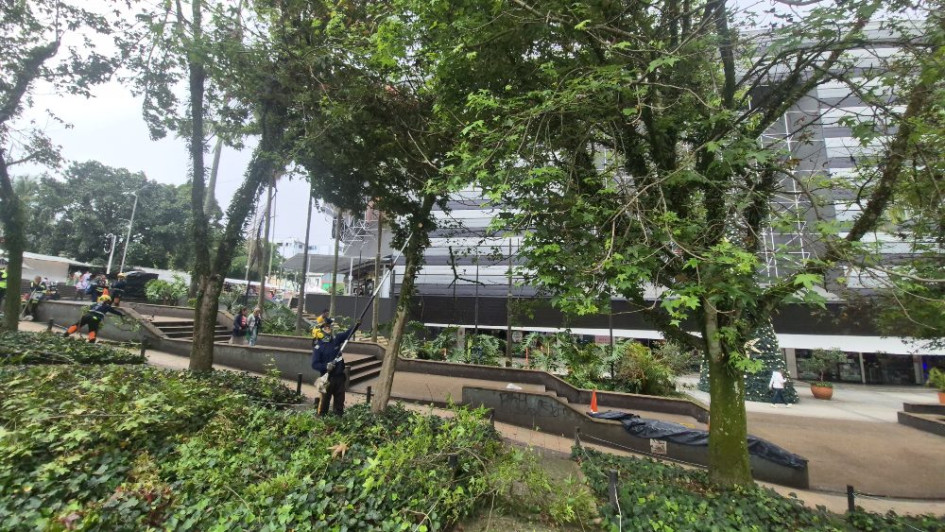 Operarios de Emas estaban ayer en el parque Ernesto Gutiérrez realizando los cortes necesarios a las ramas de los árboles para la seguridad de los transeúntes.