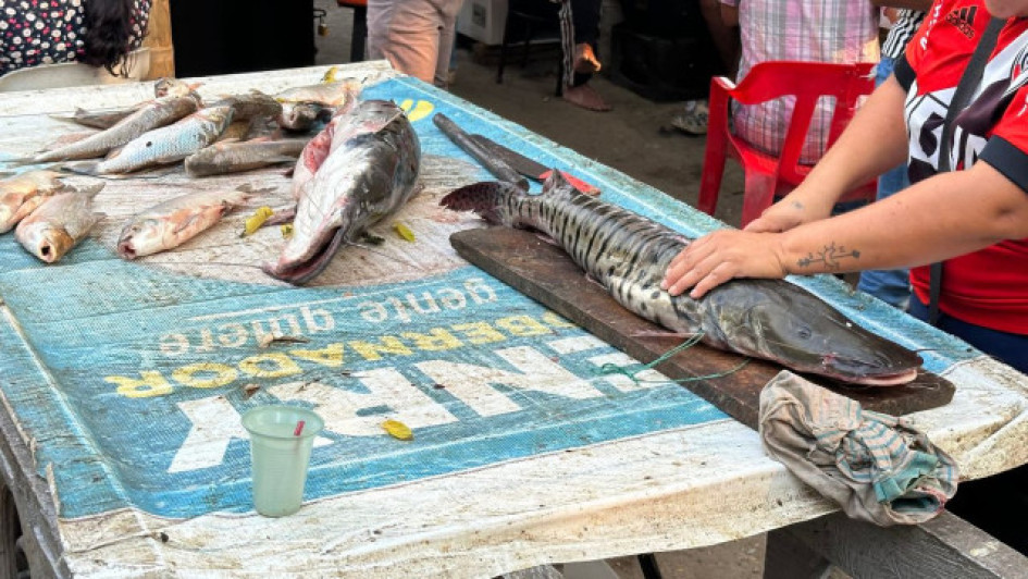 La subienda empieza a sentirse en el río Magdalena, donde los pescadores madrugan para aprovechar la temporada de abundancia. Nicuro, capaz y bagre llegan en mayor cantidad a los mercados de La Dorada. 