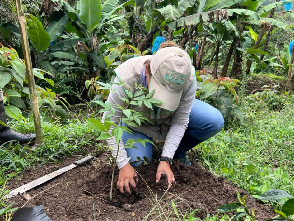 Plántulas nativas producidas por la CRQ son utilizadas en procesos de restauración ambiental en el Quindío.