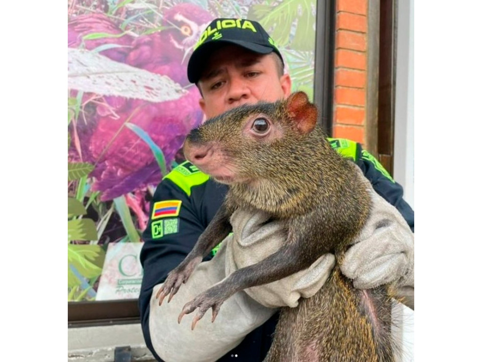 El guatín pasó a manos de Corpocaldas. Se desconoce dónde obtuvo el capturado este ejemplar.