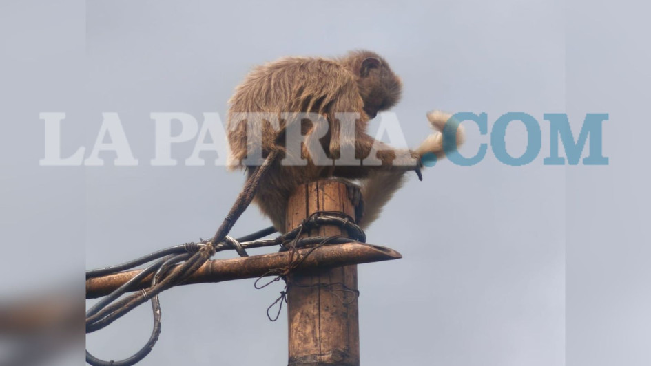 El mono capuchino llevaba cerca de tres años cautivo en un espacio reducido.