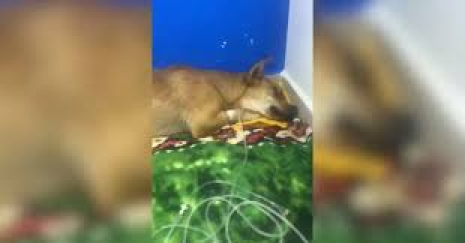 Vecinos alertan por intoxicaciones y muertes de mascotas en zonas urbanas de Montenegro.