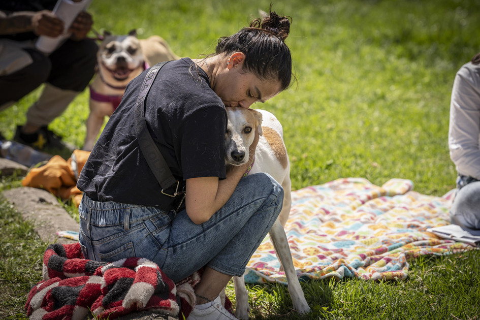 Investigación colombiana revela bases genéticas del alzhéimer en perros