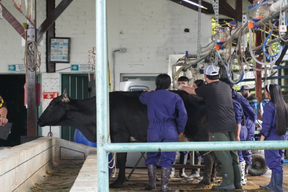 Campesinos y estudiantes participarán en prácticas de inseminación bovina dentro de la formación técnica del SENA en el Quindío. 