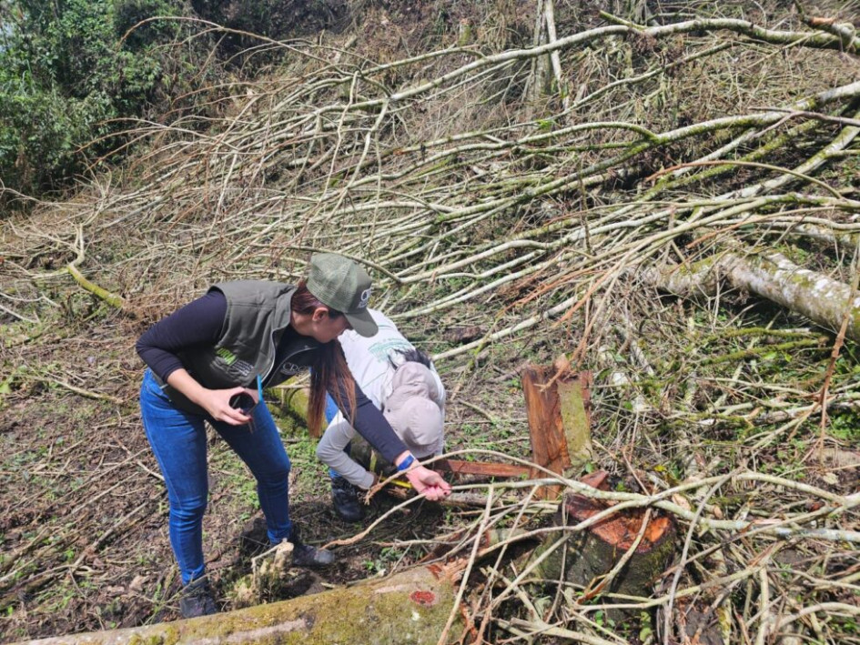 Operativos de la CRQ permitieron el decomiso preventivo de más de mil piezas de guadua extraídas presuntamente sin autorización en el Quindío.