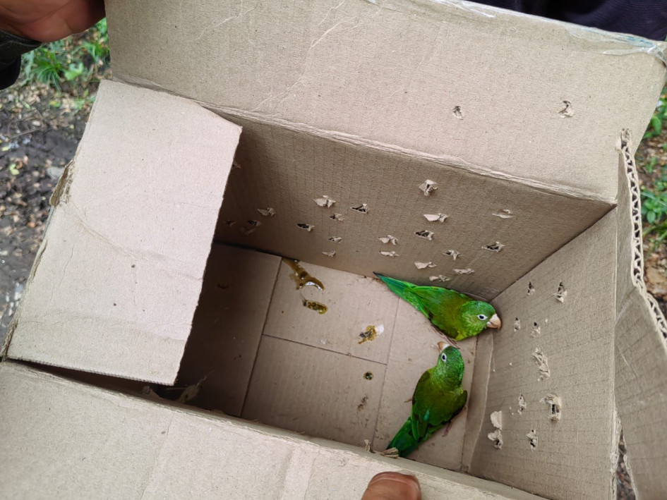 Fotos| LA PATRIA  Al verificar su contenido le hallaron dos especímenes silvestres (loros pericos reales), movilizados de manera ilegal.