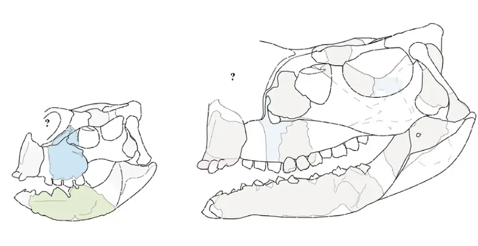 En España encontraron los fósiles de un dinosaurio con alrededor de 50 centímetros de longitud corporal, una altura no mayor a 30 cm y un cráneo de 5,5 cm.