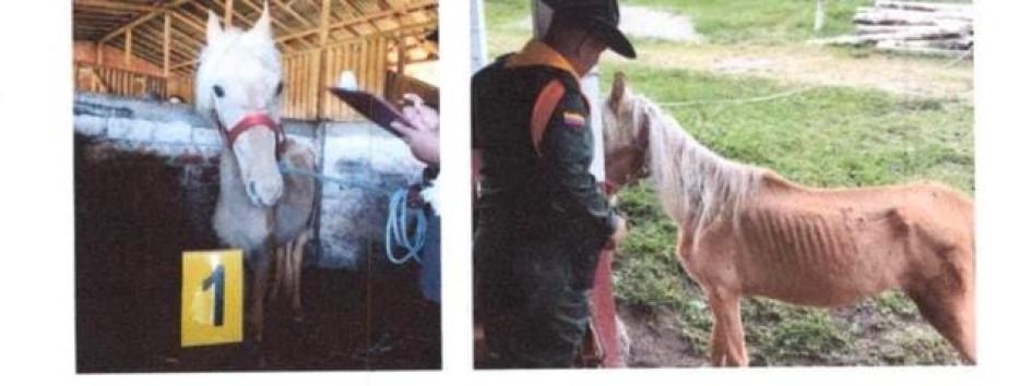 Registros exhibidos en audiencia sobre el caso del maltrato animal. El abogado aceptó los cargos y espera otra condena.