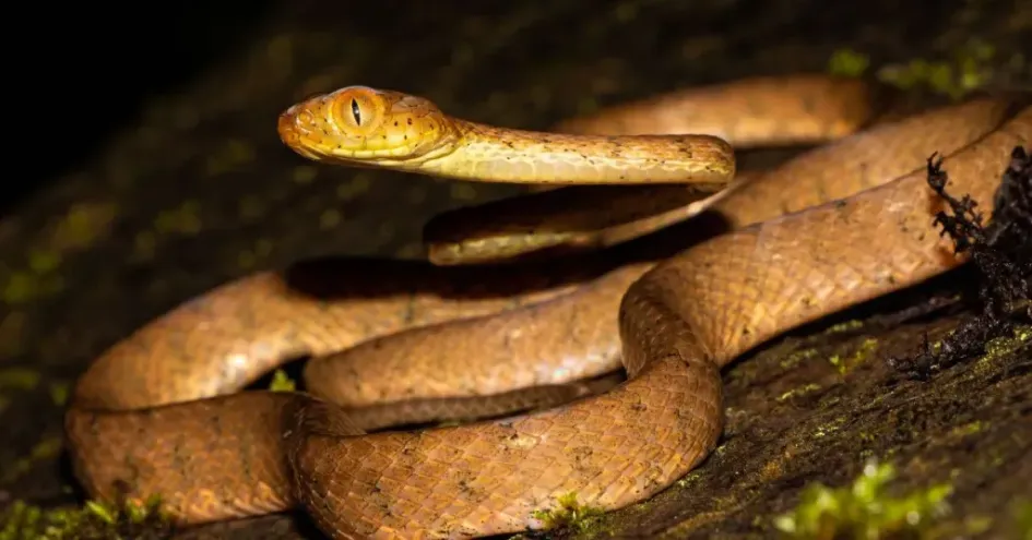 El hallazgo científico amplía el conocimiento sobre la biodiversidad del Pacífico colombiano y resalta el aporte del Eje Cafetero a la investigación ambiental.