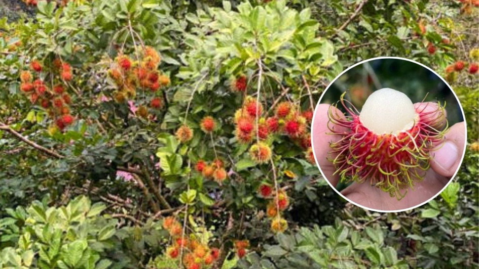 La recolección del fruto del rambután se hace manual con tijera.