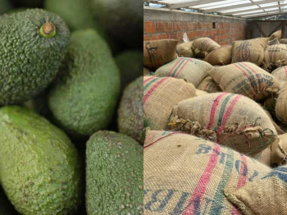   Conozca el comportamiento del clima en Caldas y consejos para el cultivo de aguacate y café